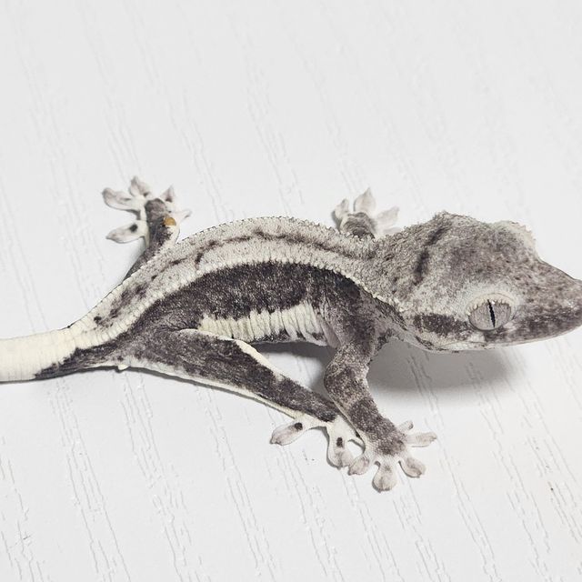 릴잔틱