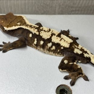 세이블