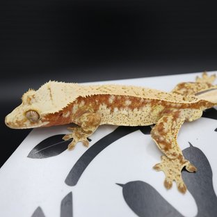 드리피 레드 화이트스팟 풀핀 트라이