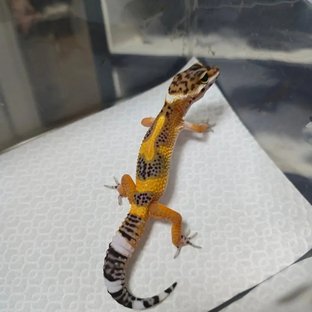 블랙나이트 만다린