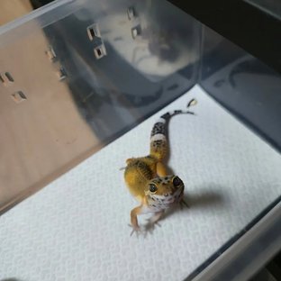 블랙나이트 만다린