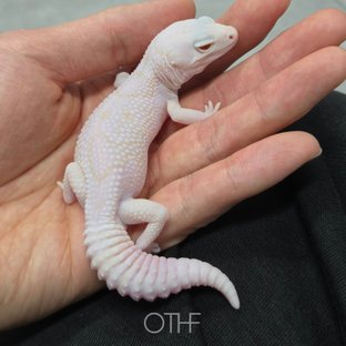 화락오헷고50줄루