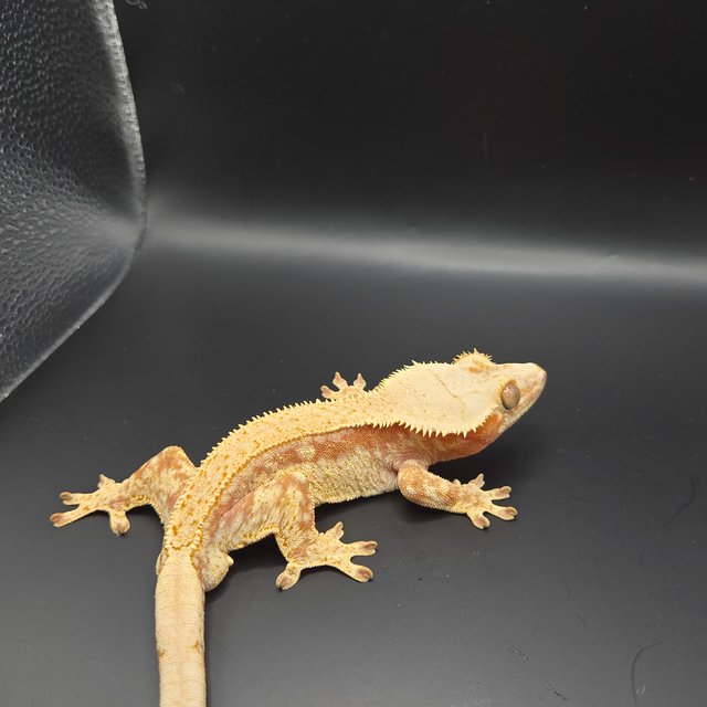 레드 드리피 화이트스팟 풀핀 트라이