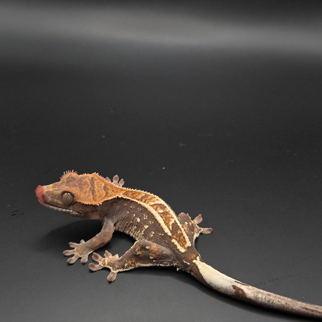 카푸치노 100%헷아잔틱