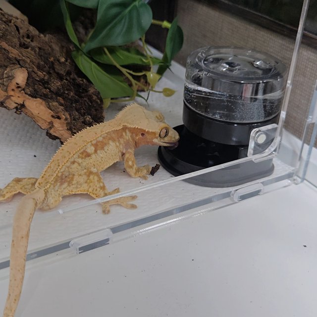 드리피 레드 화이트스팟 풀핀 트라이