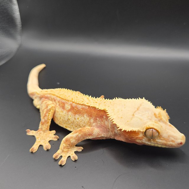 레드 드리피 화이트스팟 풀핀 트라이