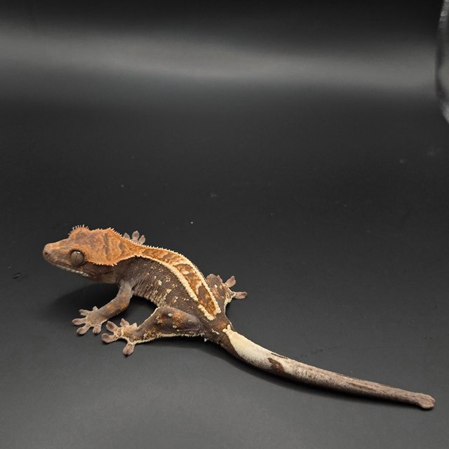 카푸치노 100%헷아잔틱