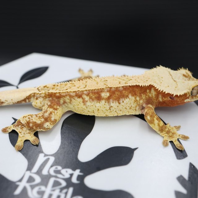 드리피 레드 화이트스팟 풀핀 트라이