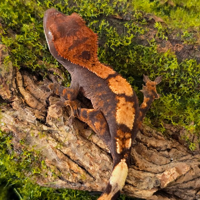 100%헷아잔틱 세이블