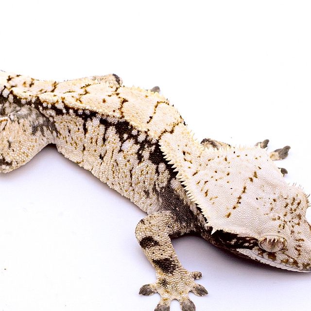 노멀 드리피 화이트스팟 화이트