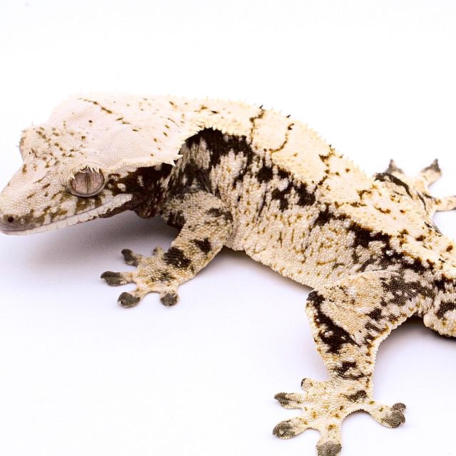 노멀 드리피 화이트스팟 화이트