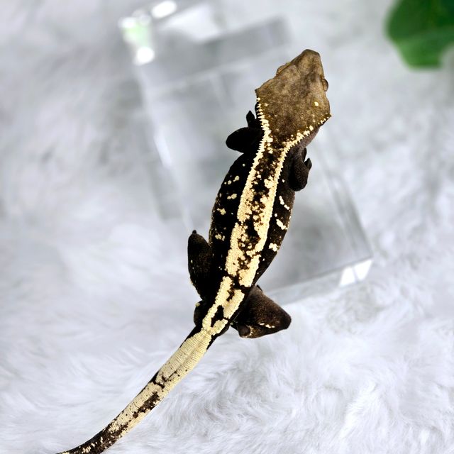 세이블 다크