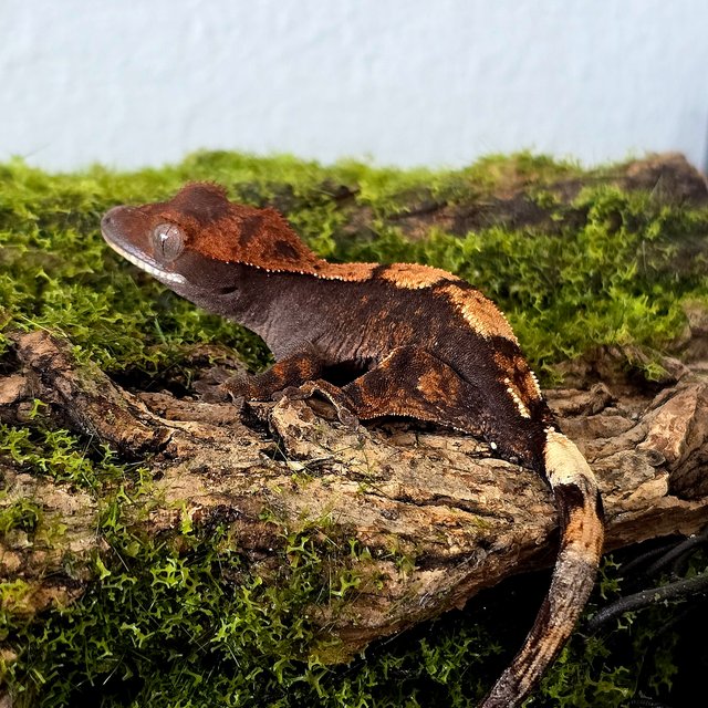 100%헷아잔틱 세이블