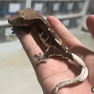 초초 (부)