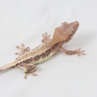 프라푸치노