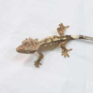 세이블 화이트스팟