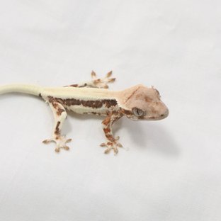 릴리 세이블 솔리드백