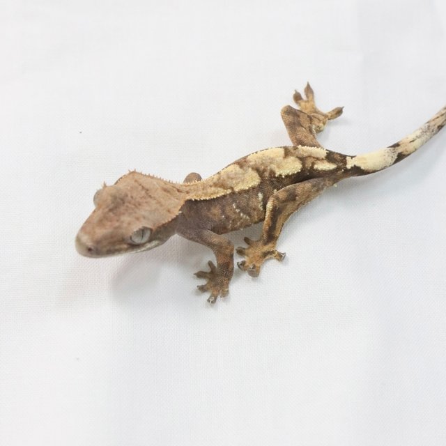 세이블 화이트스팟