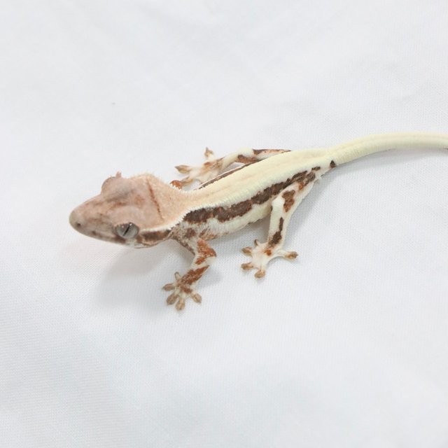 릴리 세이블 솔리드백