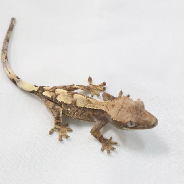 세이블 화이트스팟