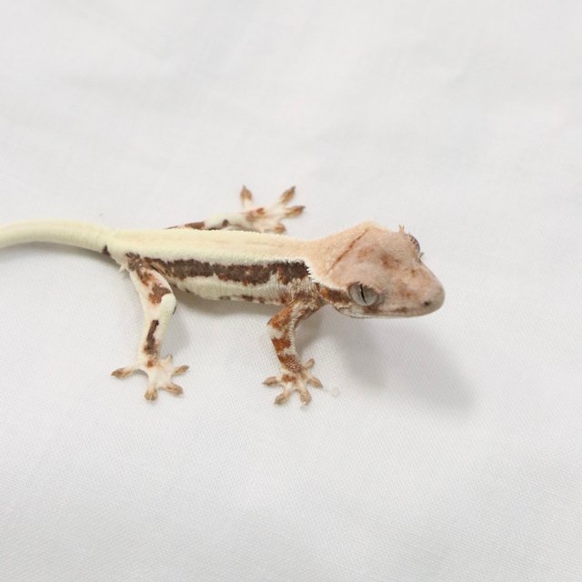 릴리 세이블 솔리드백