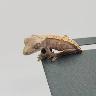 레드 익스트림할리퀸