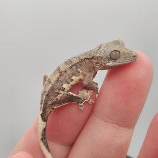 크림 팬텀 릴리화이트 옐로우 스트로베리