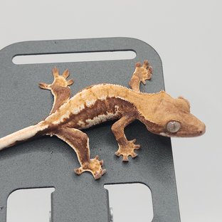 트라이 릴리화이트