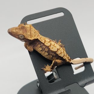 트라이 익스트림할리퀸