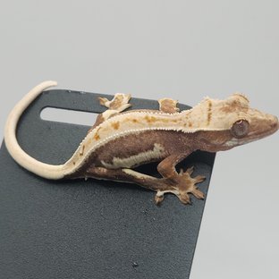 레드 릴리화이트