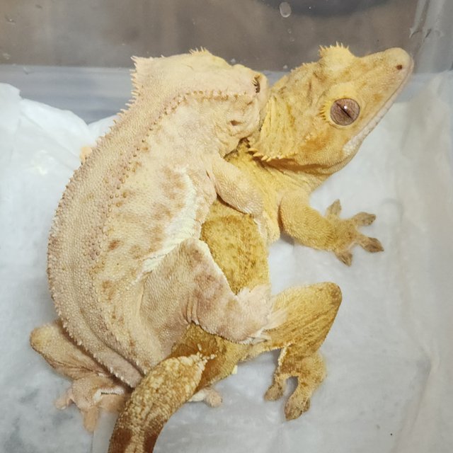 스트로베리 릴리화이트