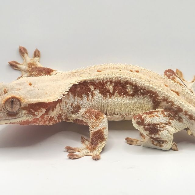 레드 릴리화이트