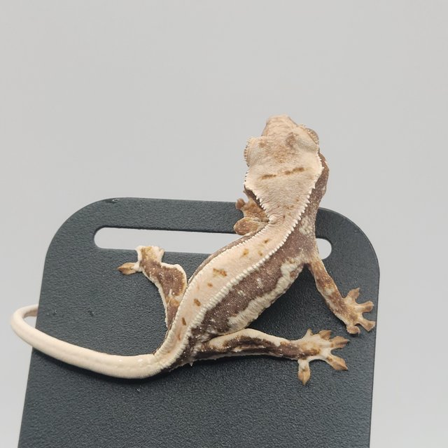 트라이 릴리화이트