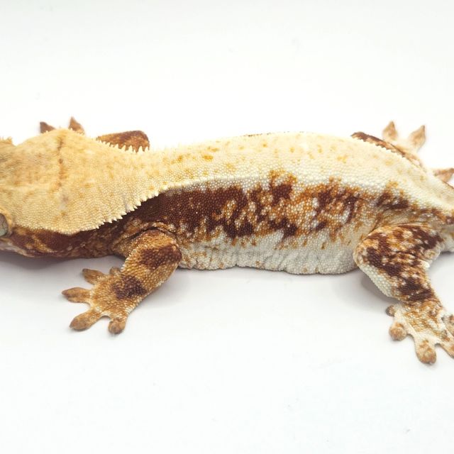 레드 트라이 릴리화이트