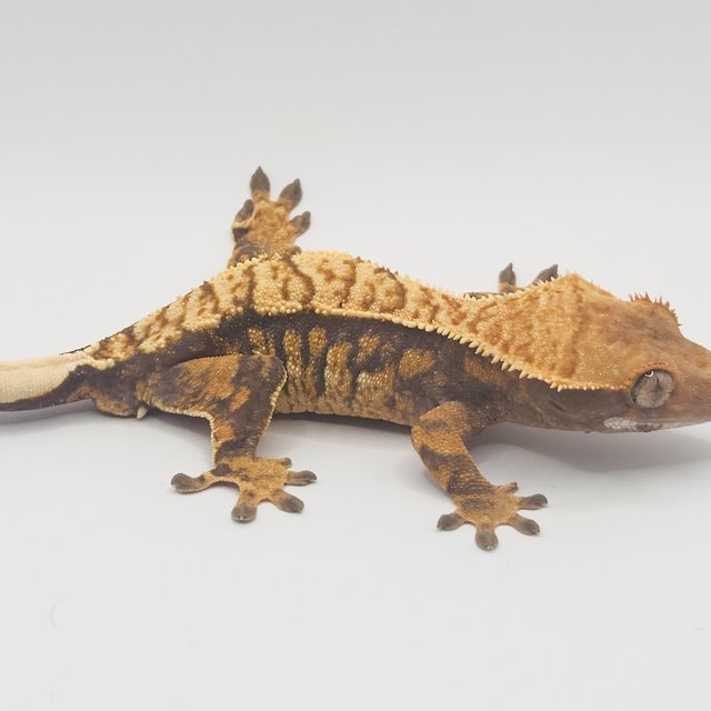 트라이 익스트림할리퀸