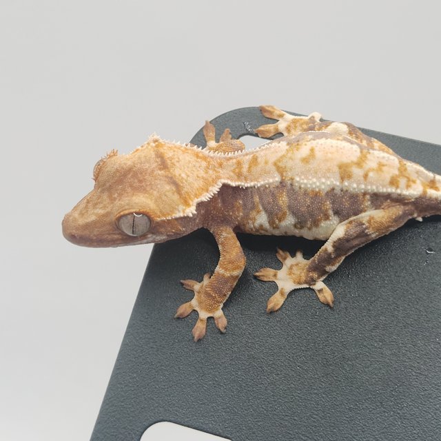 트라이 릴리화이트