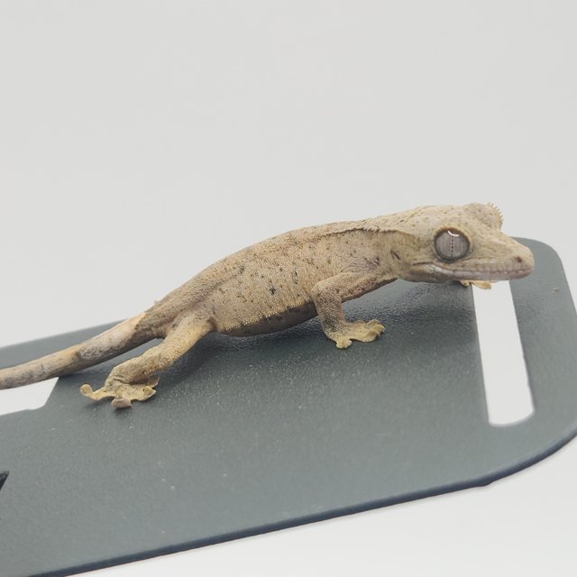 옐로우 스트로베리 벅스킨 팬텀