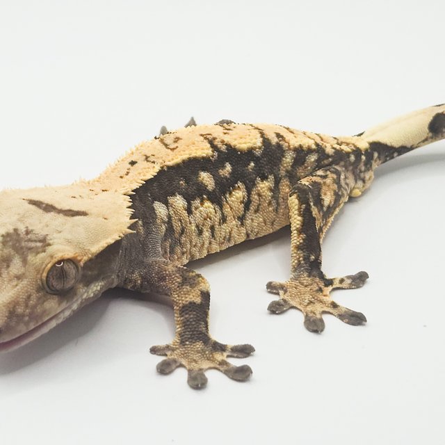 노멀 트라이 화이트스팟