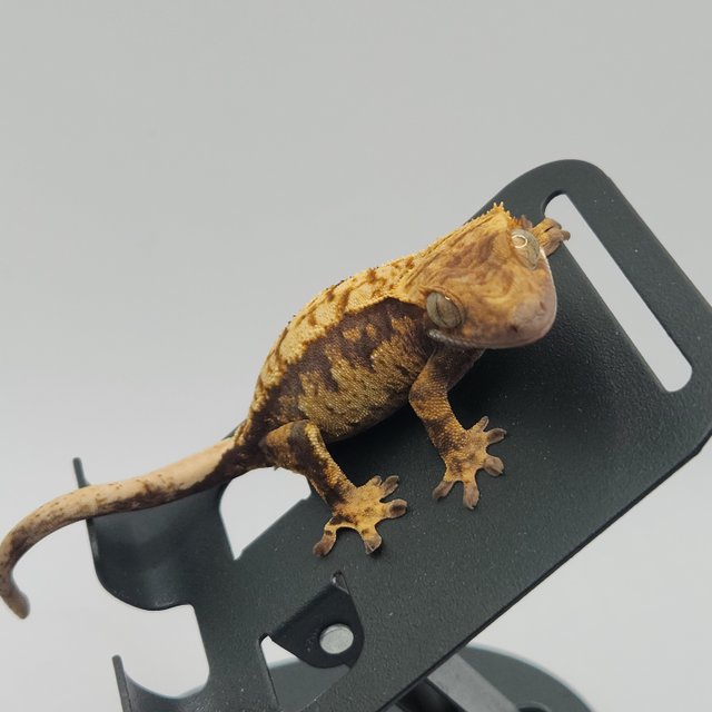 트라이 익스트림할리퀸