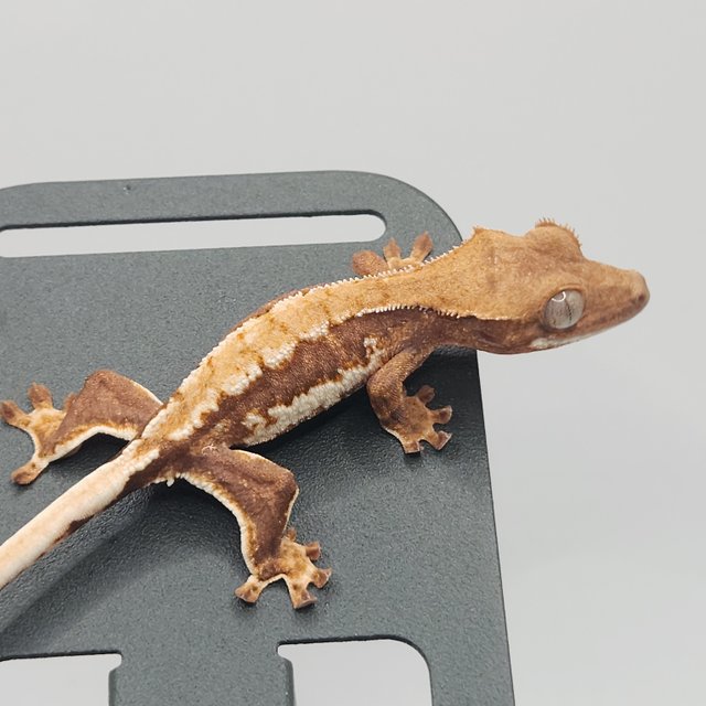 트라이 릴리화이트