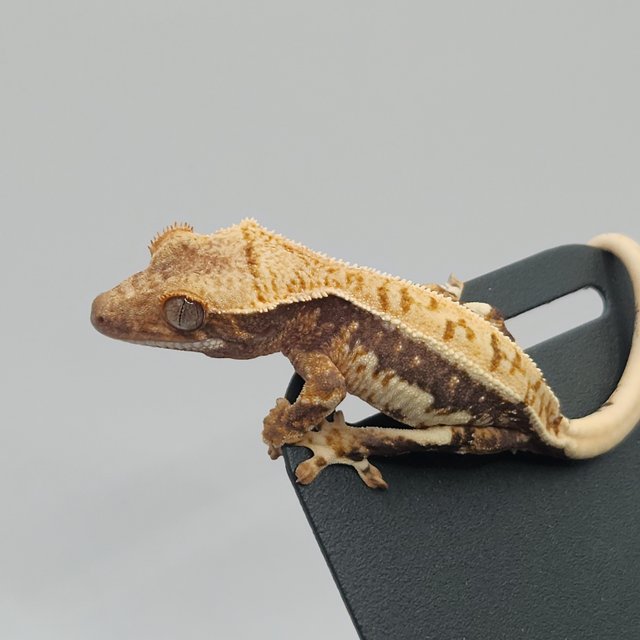 트라이 릴리화이트