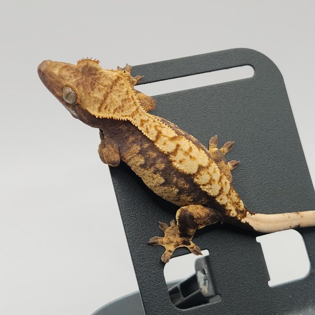 트라이 익스트림할리퀸