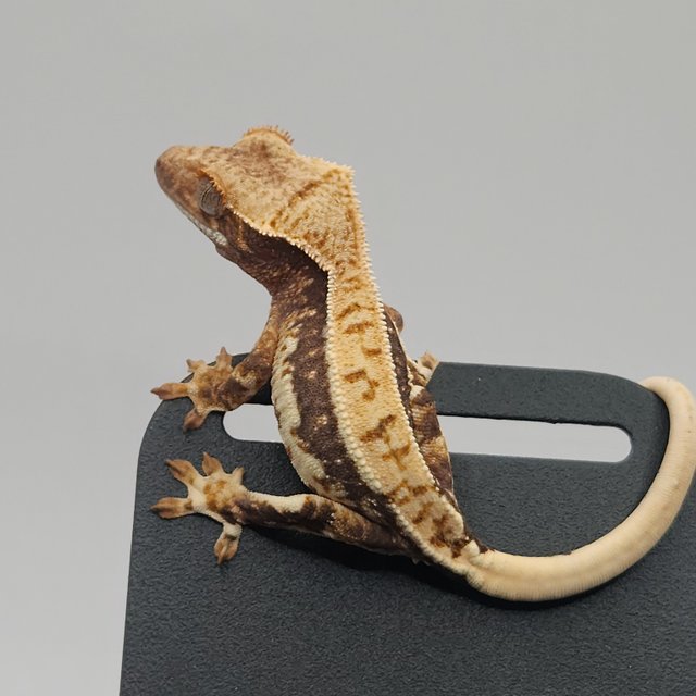 트라이 릴리화이트