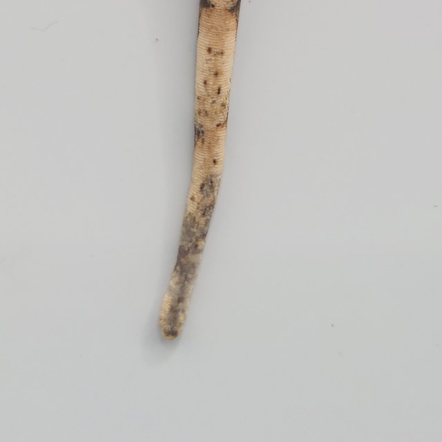 트라이 익스트림할리퀸