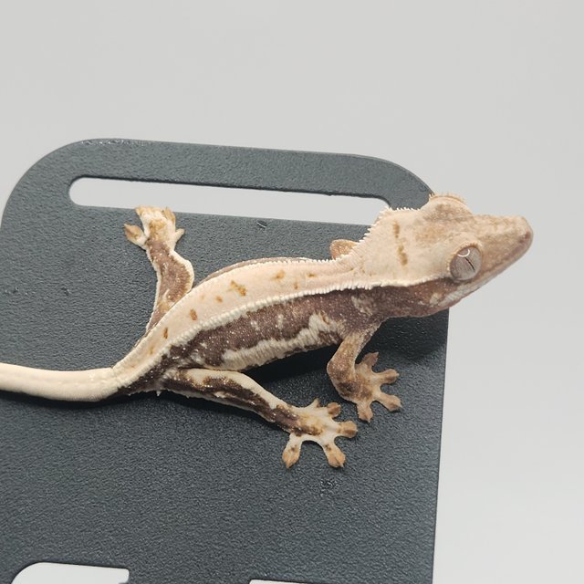 트라이 릴리화이트