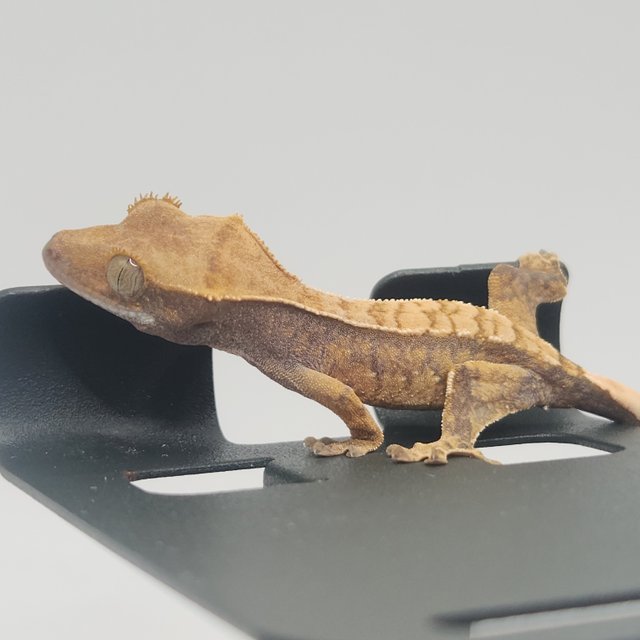 트라이 익스트림할리퀸