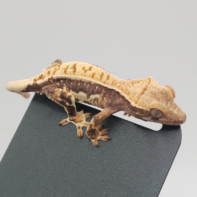 트라이 릴리화이트