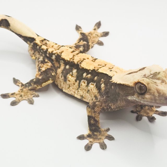 노멀 트라이 화이트스팟