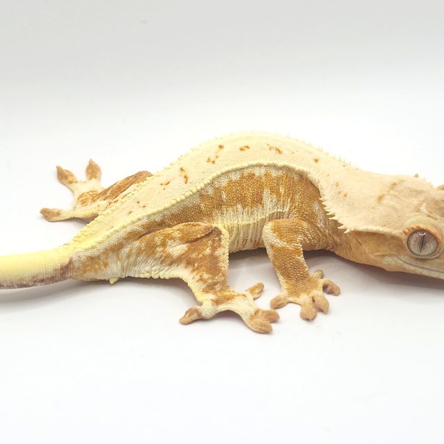 옐로우 크림 릴리화이트