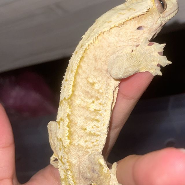 크림시클